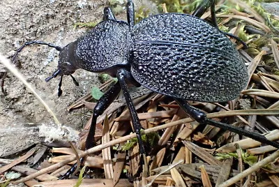 Carabus gigas