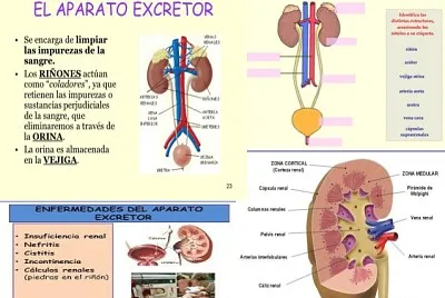פאזל של Sistema excretor