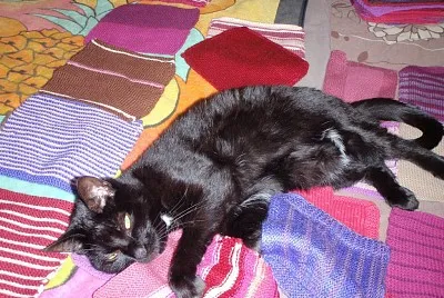 Whoopi on her knitted blanket