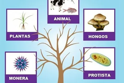 פאזל של Los reinos de la naturaleza
