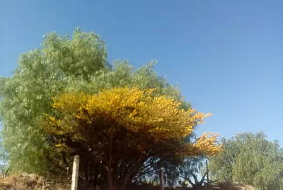 Ã¡rbol floreciendo