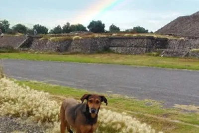 Un amigo fiel
