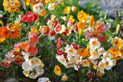nemesia jigsaw puzzle