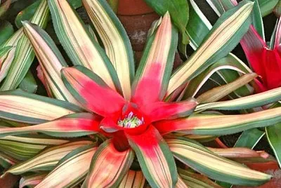 neoregelia jigsaw puzzle