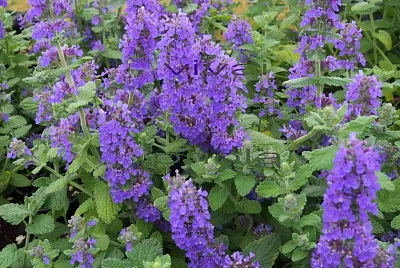 nepeta jigsaw puzzle