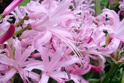 nerine jigsaw puzzle