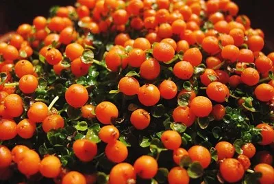 nertera jigsaw puzzle