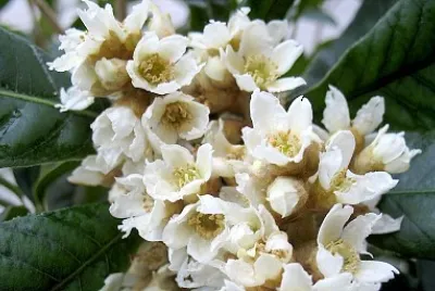 nespolo jigsaw puzzle