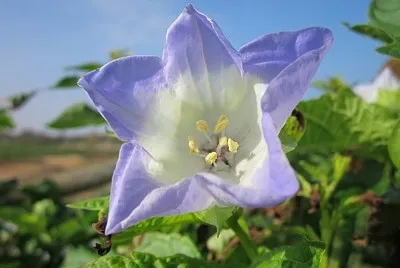 nicandra physalodes jigsaw puzzle