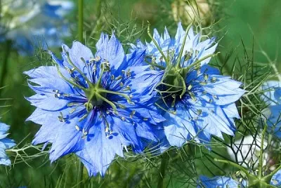 nigella sativa jigsaw puzzle