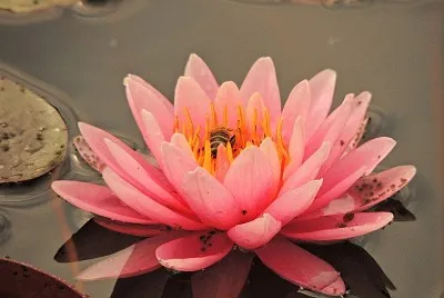 ninfea jigsaw puzzle