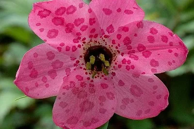 nomocharis jigsaw puzzle