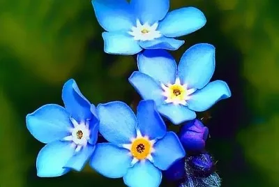 nontiscordardime jigsaw puzzle