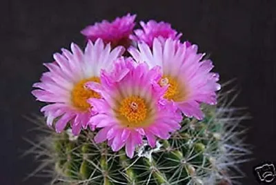 notocactus jigsaw puzzle