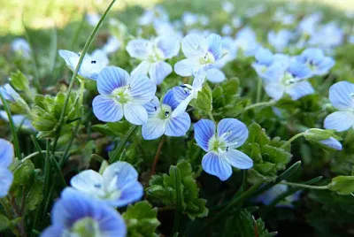 occhio della madonna jigsaw puzzle