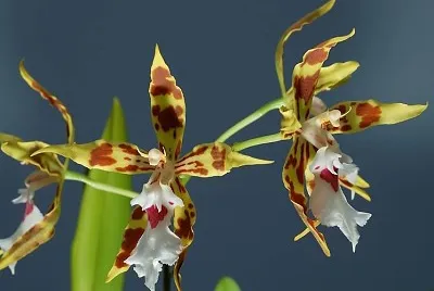 odontoglossum jigsaw puzzle