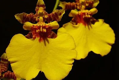 oncidium jigsaw puzzle