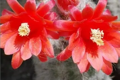 oreocereus jigsaw puzzle