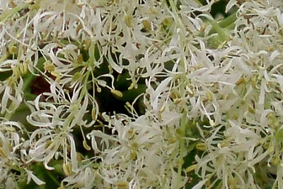 ornello jigsaw puzzle