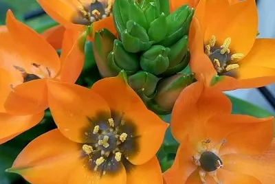ornithogalum jigsaw puzzle