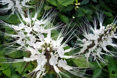 ortosiphon jigsaw puzzle