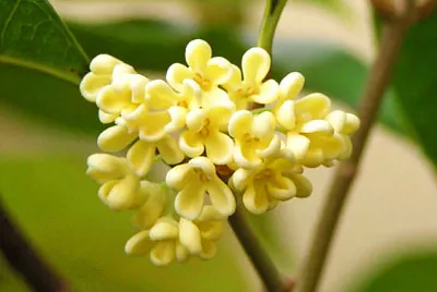 osmanthus jigsaw puzzle