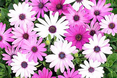 osteospermum jigsaw puzzle