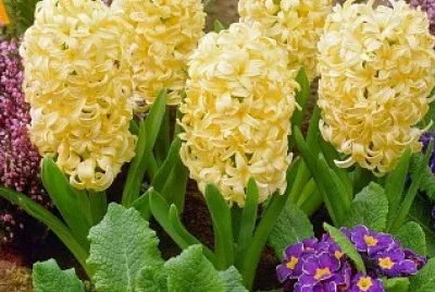 flores