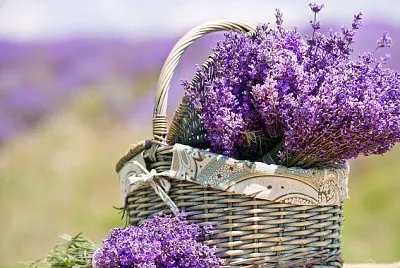 flores