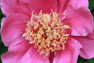 flores