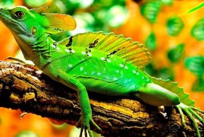 Reptiles