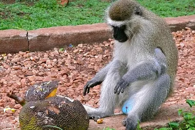 Cercopiteco tantalo