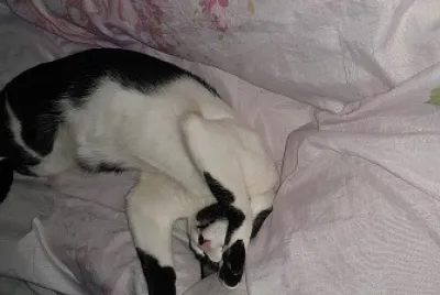 Flajola