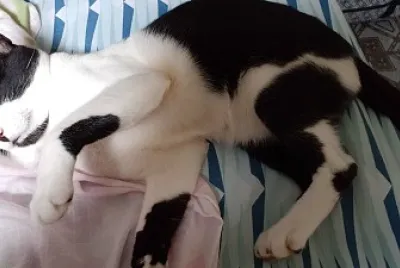 BB