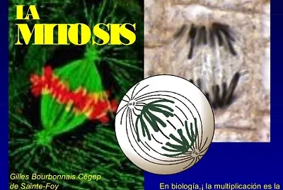 MITOSIS