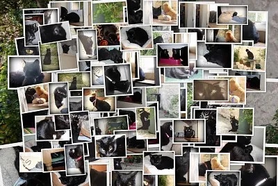 Cat Collage