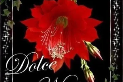 fiori