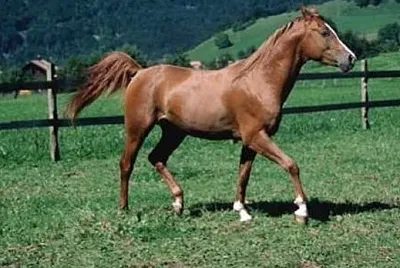 Salernitano