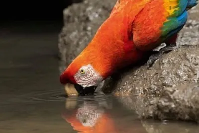 natural