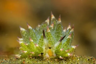 Costasiella kuroshimae jigsaw puzzle
