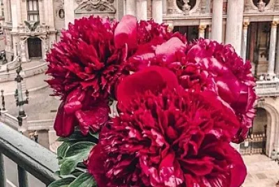 flores