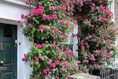 flores
