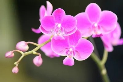 OrquÃ­dea
