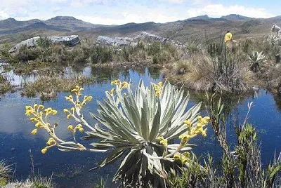 FrailejÃ³n