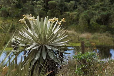 FrailejÃ³n
