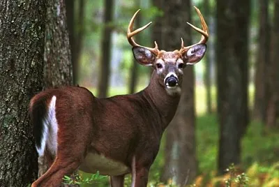 Venado cola blanca
