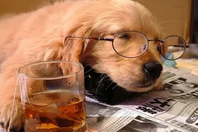 CACHORRO INTELECTUAL