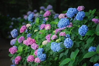 flores