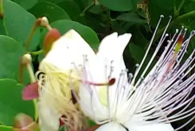 Kapary