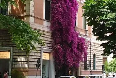 Bugenwilla